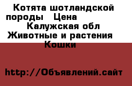 Котята шотландской породы › Цена ­ 2500-3500 - Калужская обл. Животные и растения » Кошки   